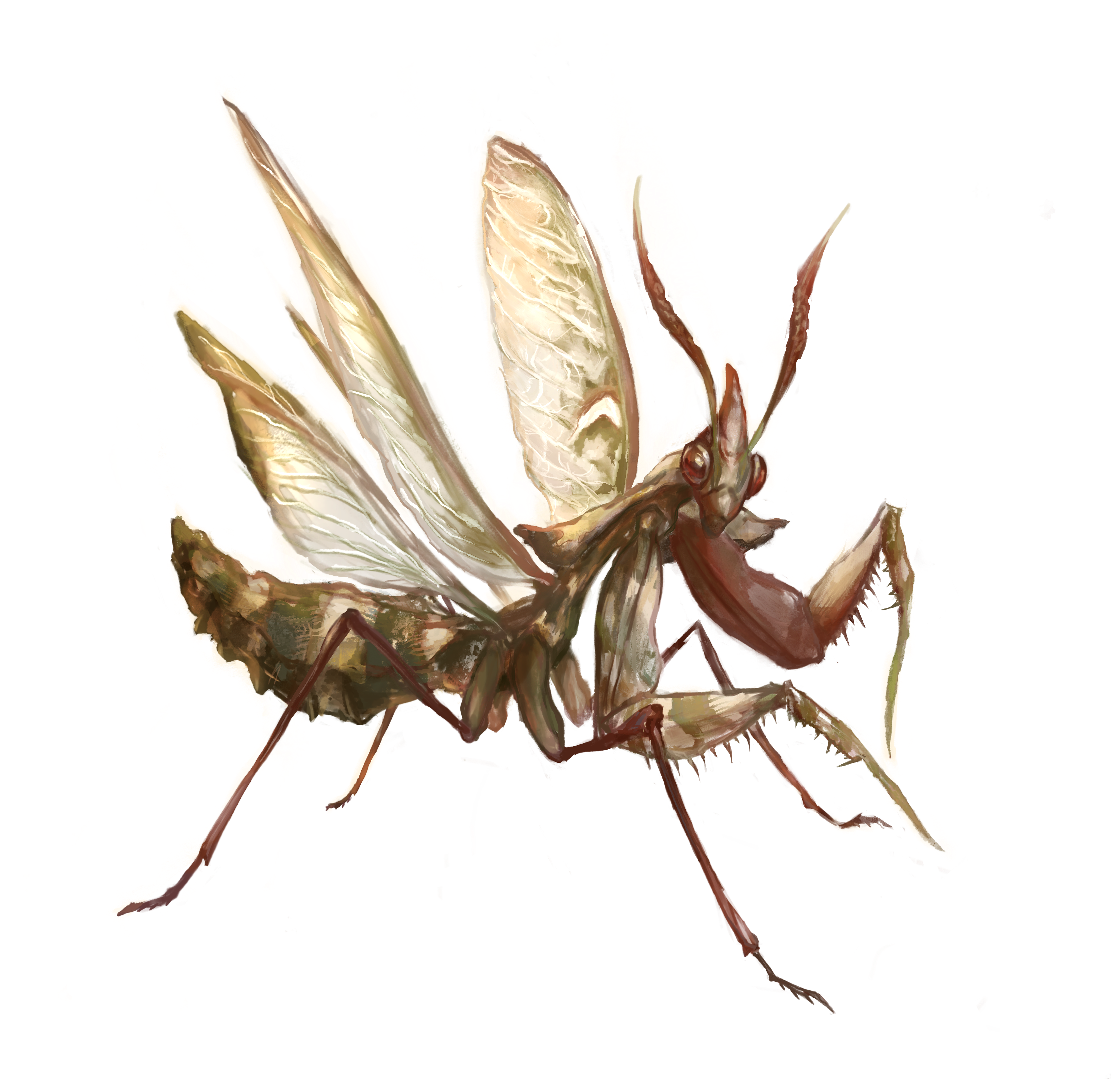 mantis